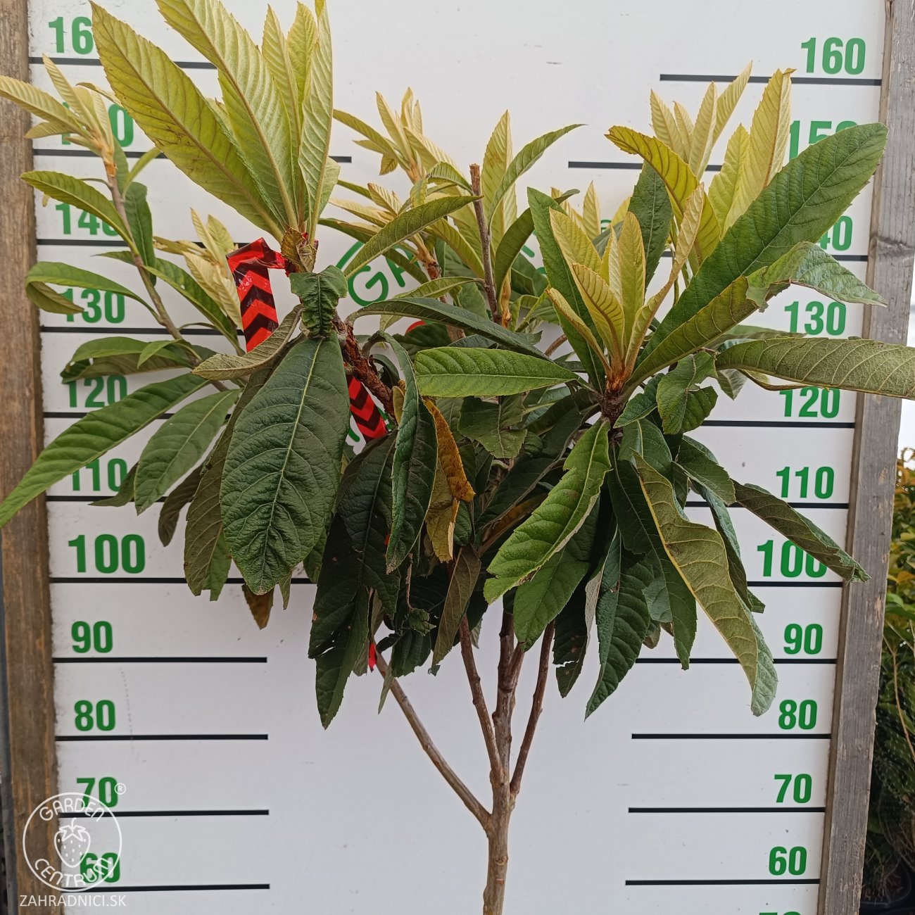 Obrázok Mišpuľa japonská (Eriobotrya japonica) - výška 130-140 cm, kont. C10L (-12°C) - NA KMIENKU